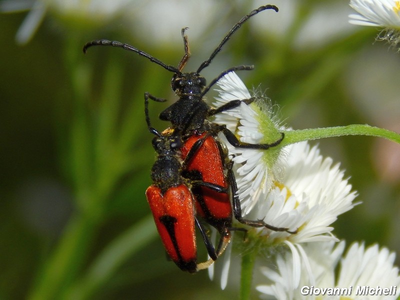 Stictoleptura cordigera ssp. cordigera